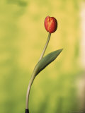 A Single Tulip