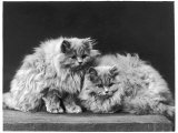 Pair of Very Fluffy Blue Persian Cats Sit Together