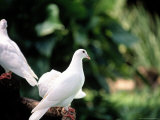 Doves