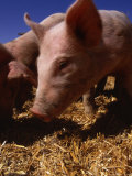 Pigs in a Sty