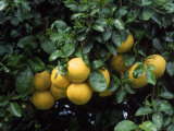 Buy Grapefruit Trees, Brandenton at AllPosters.com