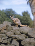 Rock Wallaby