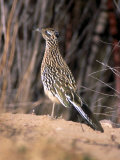 Greater Roadrunner, New Mexico