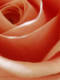 Apricot Rose
