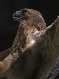 Red Tail Hawk