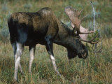 Bull Moose