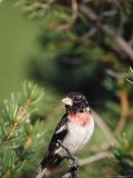 Rose-Breasted Grosbeak, CO