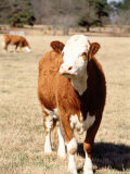 Buy Simmental Beef Cattle at AllPosters.com