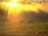 Buy Two Horses Grazing in a Field, Athens, OH at AllPosters.com