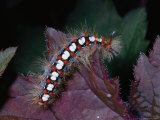 Caterpillar