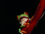 Red-Eyed Tree Frog