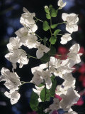 Bougainvilleas, Playa Del Carmen, Mexico