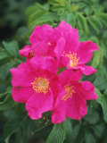 Buy Wild Roses at AllPosters.com