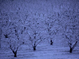 Buy Fruit Orchard in Snow, Orem, UT at AllPosters.com