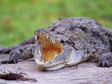Crocodile, Mara River, Kenya