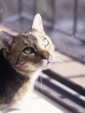 Buy Portrait of Cat at AllPosters.com