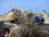 Elephant Seals, Antarctica