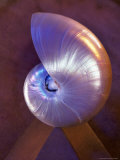 Buy Nautilus Shell Sitting on Point of Triangle at AllPosters.com