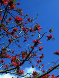 Buy Close-up of Flame Tree with Sky at AllPosters.com
