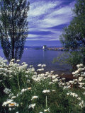 Buy Overview of Wildflowers, Trees and Lake at AllPosters.com