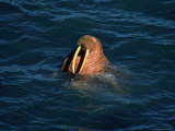 Male Walrus Swimming in Alaskan Waters