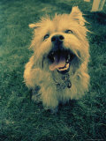 Small Dog Sitting on the Grass
