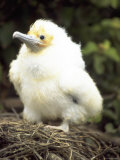 Young Frigate Chick, Ecuador
