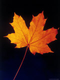 Autumn Leaf