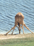 Buy Young Giraffe at Watering Pond at AllPosters.com