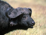 African Buffalo, Syncerus Caffer, Tanzania
