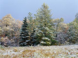 Buy Early Snow Along Rte 73, Adirondack Mountains, NY at AllPosters.com