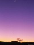 Buy Cottonwood Tree at Dusk with Moon at AllPosters.com
