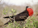 Buy Frigate in Full Display, Galapagos Island, Ecuador at AllPosters.com