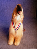 Buy Afghan Hound Wearing a Medal at AllPosters.com