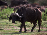 African Buffalo, Syncerus Caffer, Tanzania