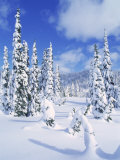 Buy Mt. Rainier National Park, WA at AllPosters.com