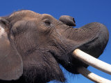 Buy African Elephant at AllPosters.com