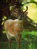 Key Deer, Big Pine Keys, FL
