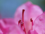 Buy Wholly Daisy, Picacho Peak State Park, Near Tucson, AZ at AllPosters.com