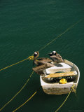 Pelicans, Cabo San Lucas Harbor, Baja, Mexico