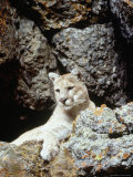 Mountain Lion on Rocky Bluff