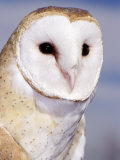 Buy Barn Owl at AllPosters.com