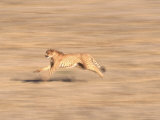 Cheetah Sprinting Across Grasslands