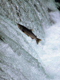 Sockeye Salmon Spawning, Katmai National Park, AK