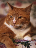 Buy Orange Tabby Cat at AllPosters.com