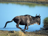 Wildebeest, Connochaetes Taurinus, Tanzania