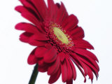 Red Flower on White Background
