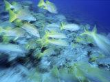 Yellowtail Snappers