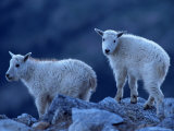Mountain Goats on Mt. Evans, CO