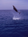 Bottle-Nosed Dolphin Leaping from the Water